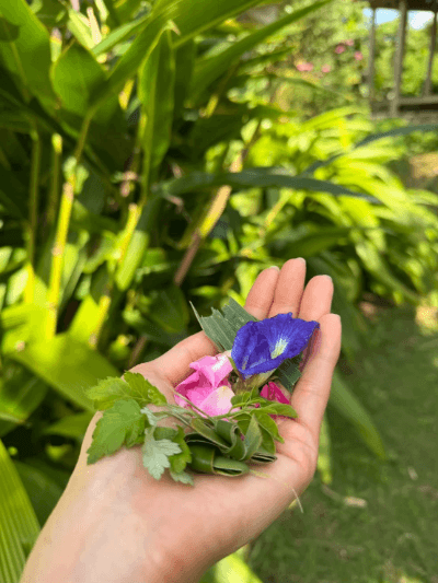 石垣島の豊かな自然の中で薬草(ぬちぐさ)を摘みながら歩くウェルネスリトリート散歩(ウェルネスメディカル研究所) 石垣島の豊かな自然の中で薬草(ぬちぐさ)を摘みながら歩くウェルネスリトリート散歩(ウェルネスメディカル研究所)