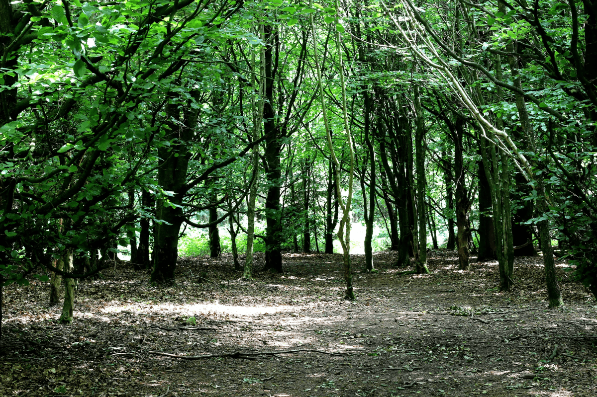 Section image