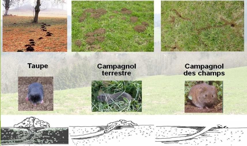 Extermination de campagnols Fribourg - Vaud - Neuchâtel - Genève Extermination de campagnols Fribourg - Vaud - Neuchâtel - Genève