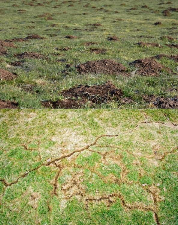 Comment identifier des campagnols en Suisse romande Comment identifier des campagnols en Suisse romande