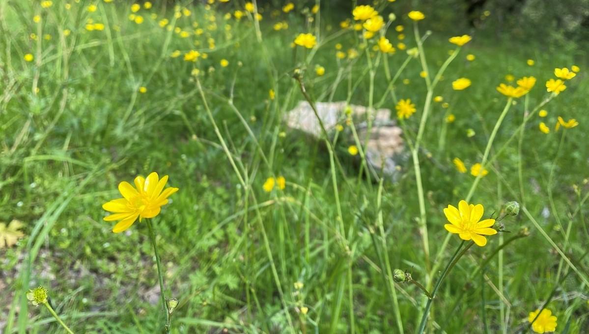 Link to Feelings Flow Naturally from the Satisfaction Level of Needs Link to Feelings Flow Naturally from the Satisfaction Level of Needs