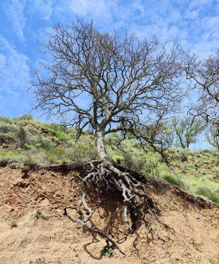 Link to Transcendence and Inscendence Are Opposite Poles on the Same Tree Link to Transcendence and Inscendence Are Opposite Poles on the Same Tree