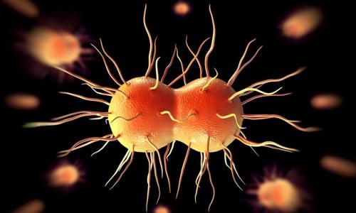 Vi khuẩn lậu cầu Vi khuẩn lậu cầu