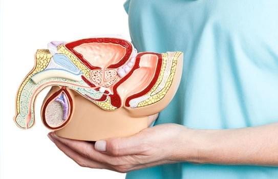 Dương vật cong xuống có ảnh hưởng gì không Dương vật cong xuống có ảnh hưởng gì không