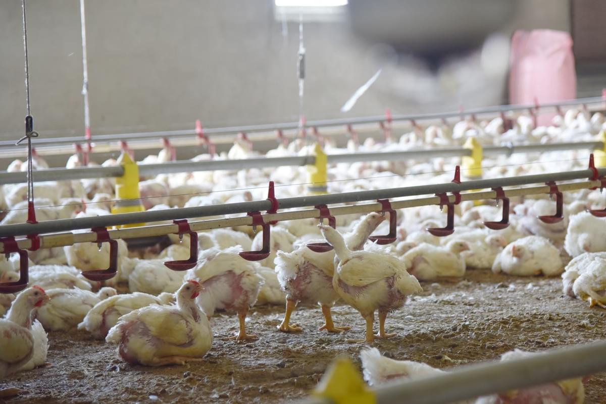 A picture shows the setup of feeders in a poultry farm. A picture shows the setup of feeders in a poultry farm.