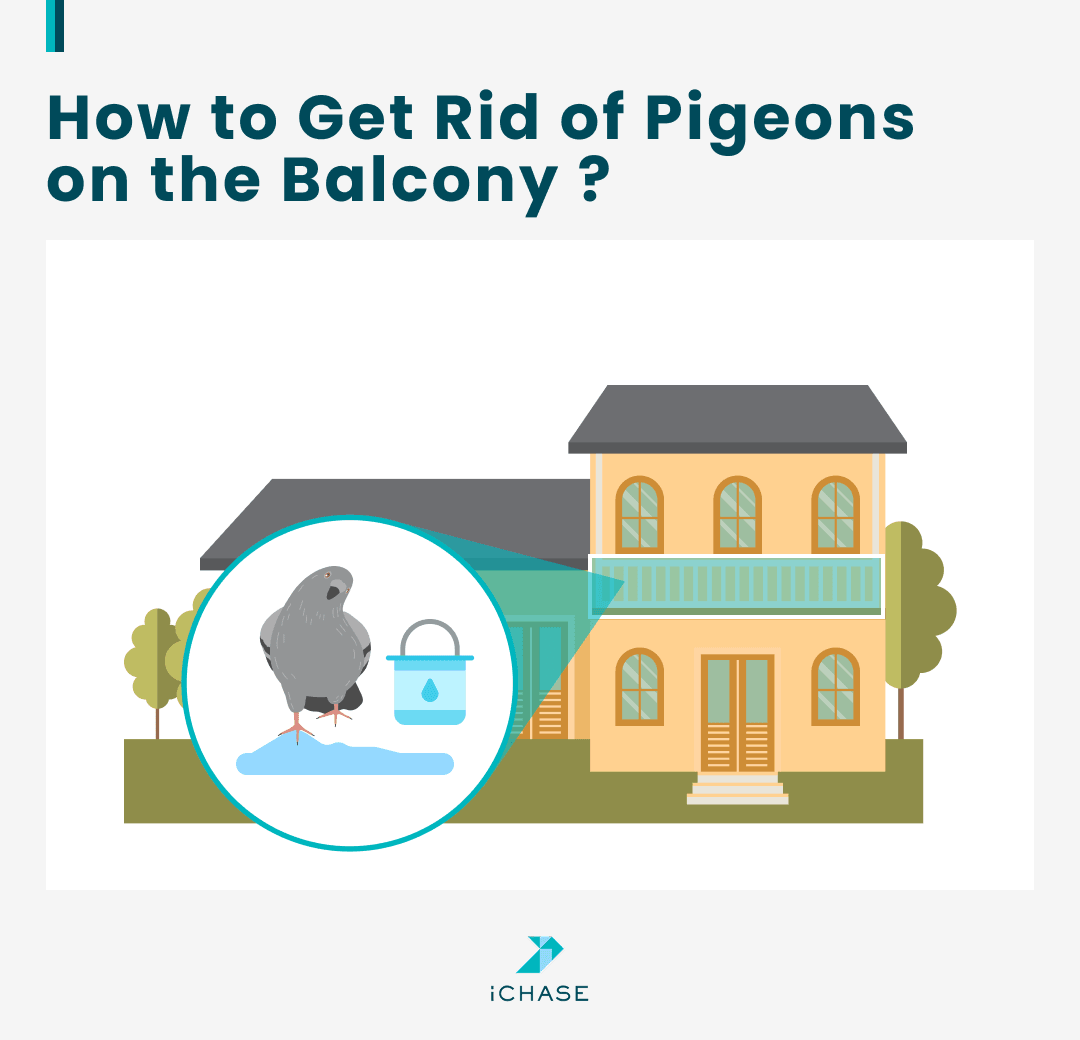 An infographic shows how to get rid of pigeions on the balcony with gels. An infographic shows how to get rid of pigeions on the balcony with gels.