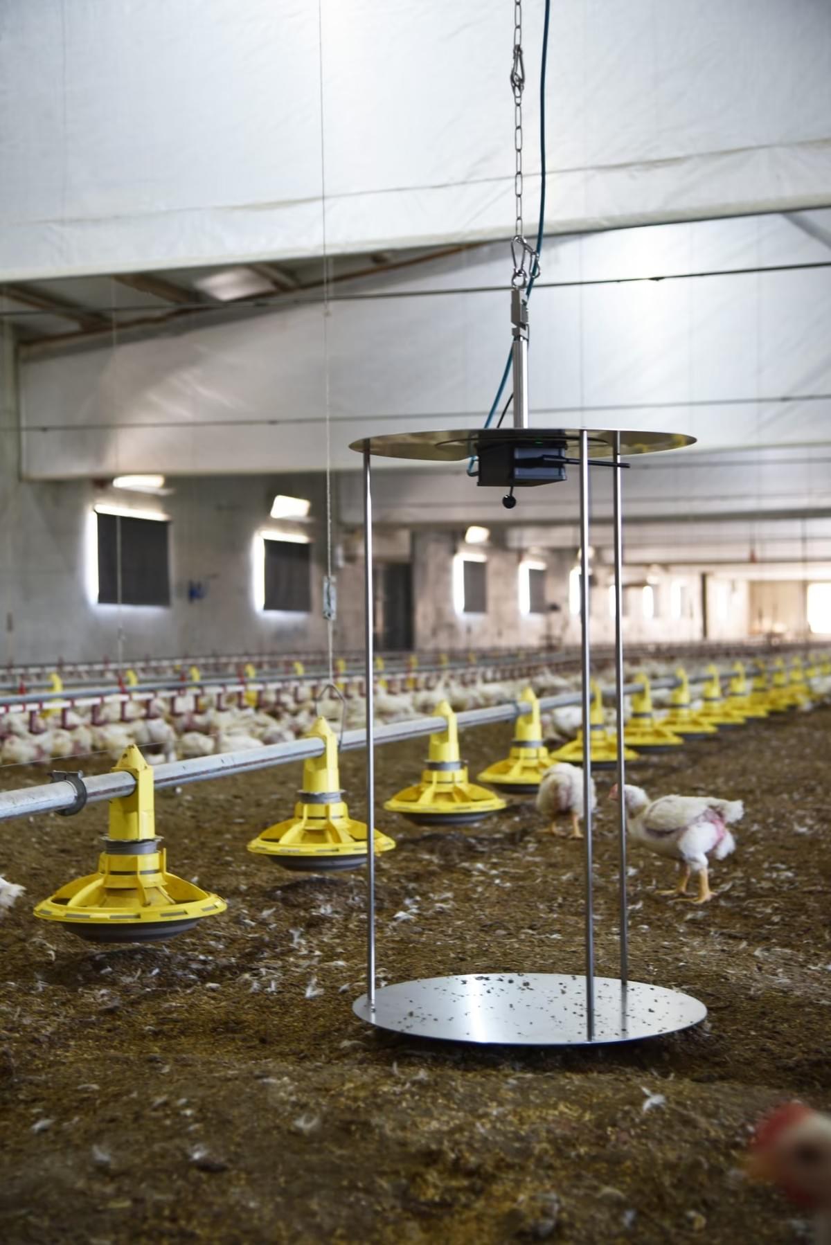 An example of a smart AI weighing system for broiler chicken. An example of a smart AI weighing system for broiler chicken.