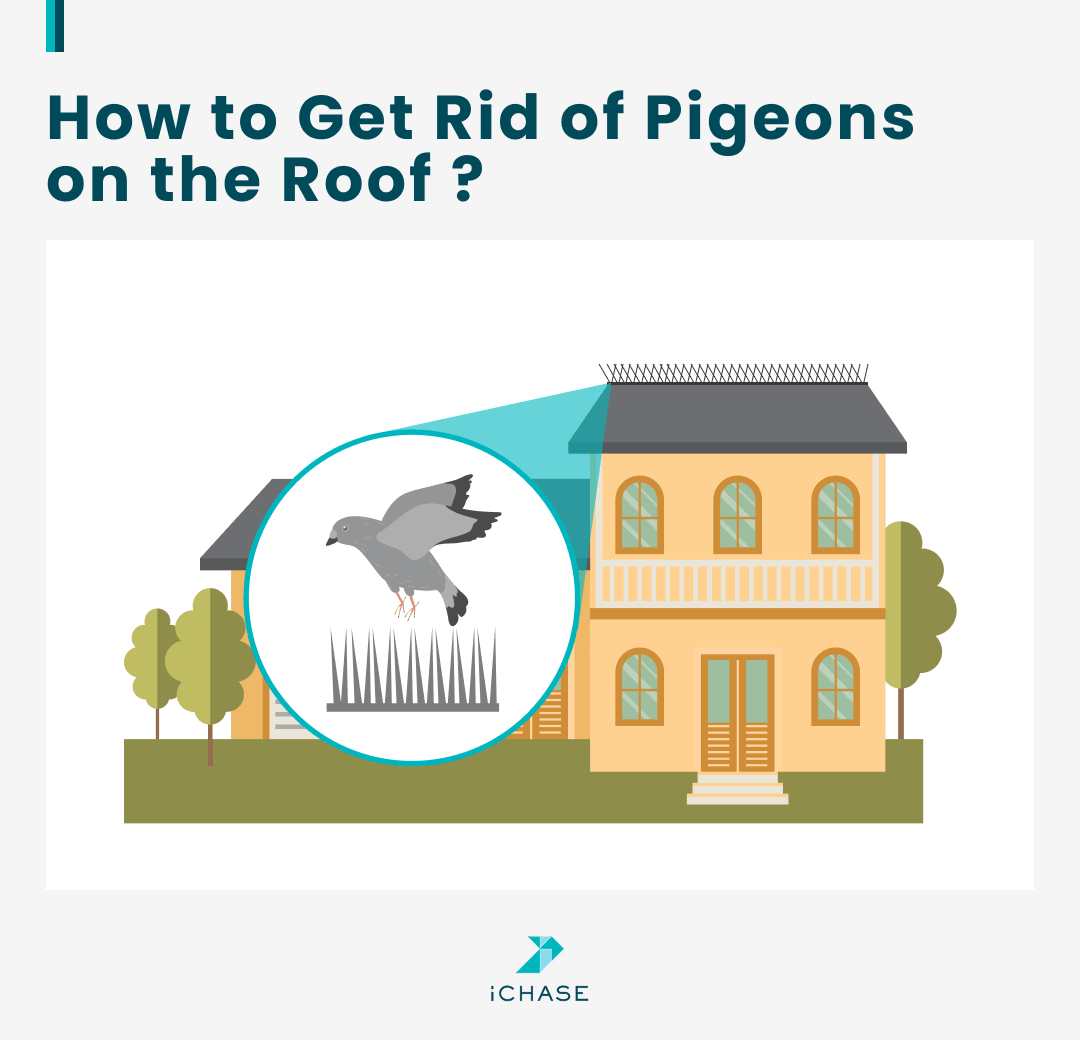 An infographic shows how to get rid of pigeions on the roof with spikes. An infographic shows how to get rid of pigeions on the roof with spikes.