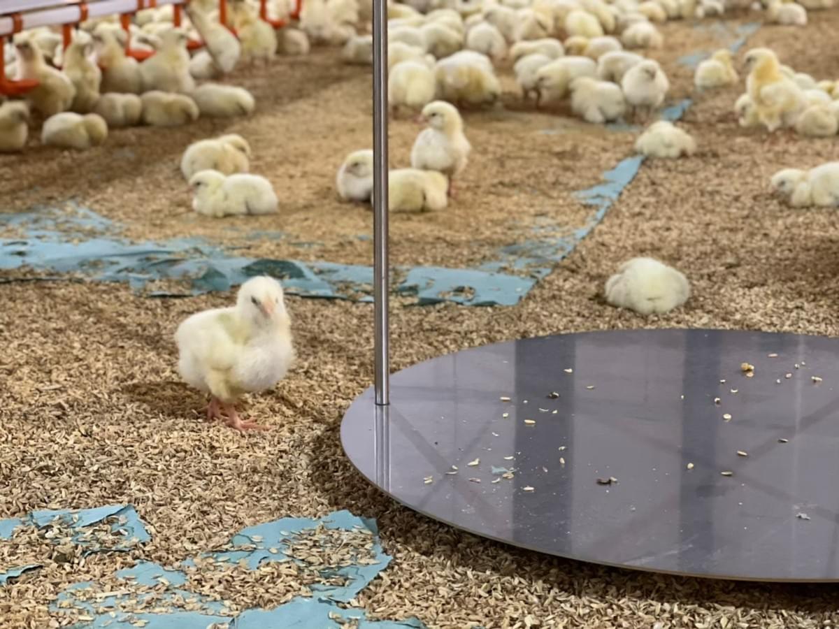 A picture showing some chicks and a weight scale inside a poultry farm. A picture showing some chicks and a weight scale inside a poultry farm.