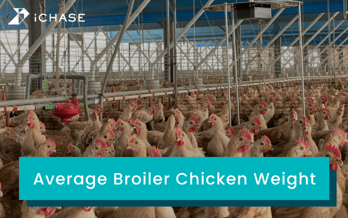 A cover photo for this article about average broiler chicken weight. A cover photo for this article about average broiler chicken weight.