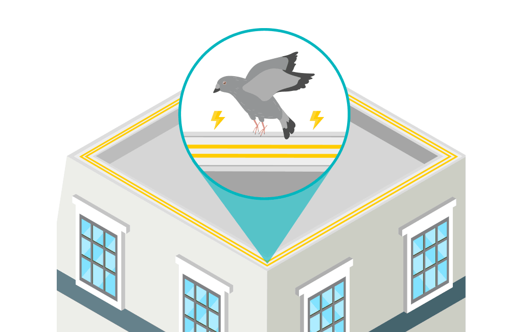 An infographic shows the electric bird deterrent. An infographic shows the electric bird deterrent.