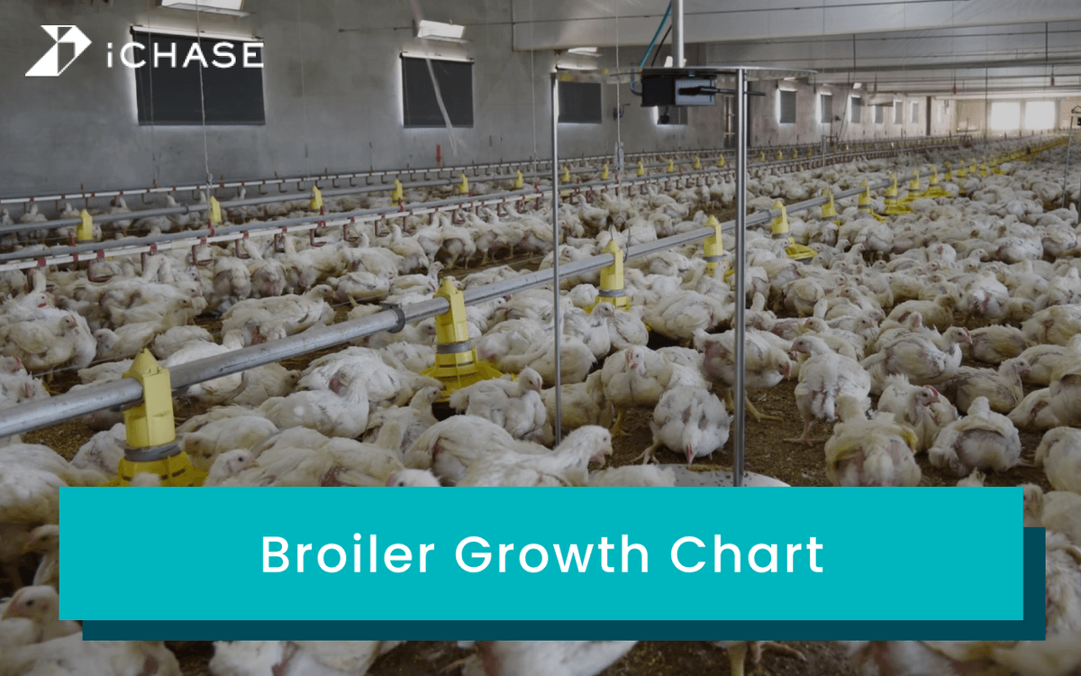 A cover photo for this article about broiler growth chart. A cover photo for this article about broiler growth chart.
