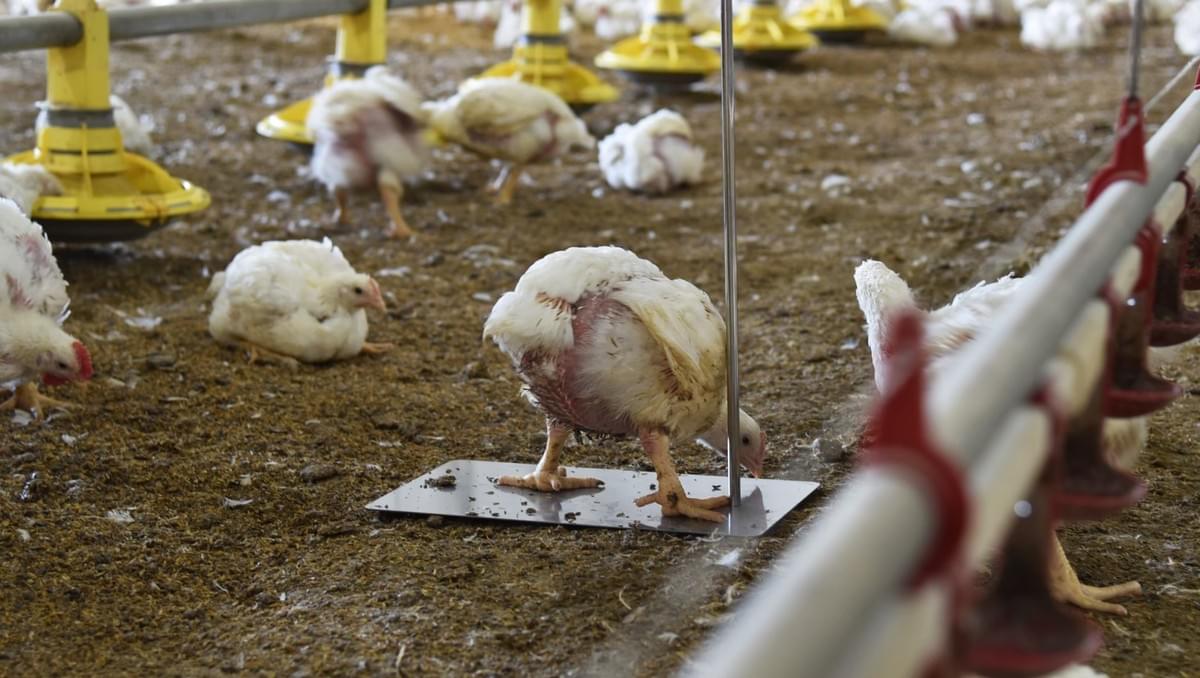 A chicken standing on an automotive scale inside a poultry farm. A chicken standing on an automotive scale inside a poultry farm.