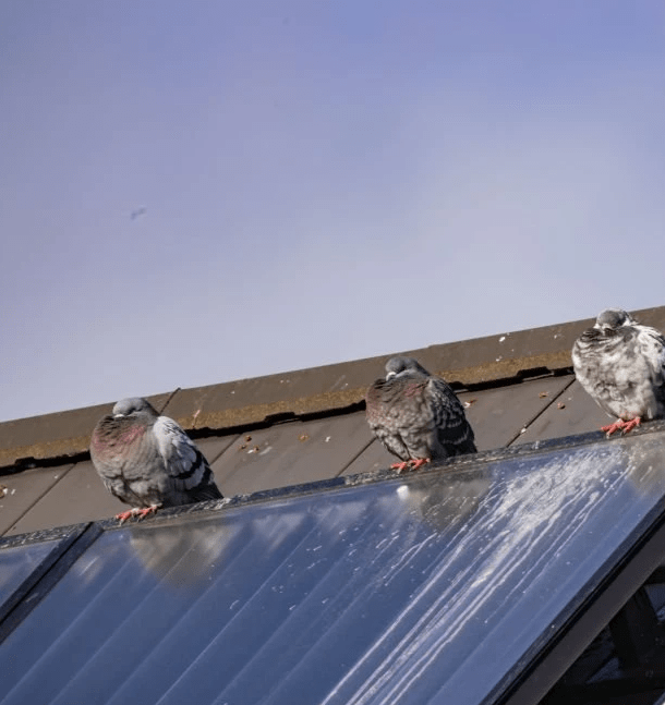 Bird Screen Installation and Repair on Solar Panel Systems Bird Screen Installation and Repair on Solar Panel Systems