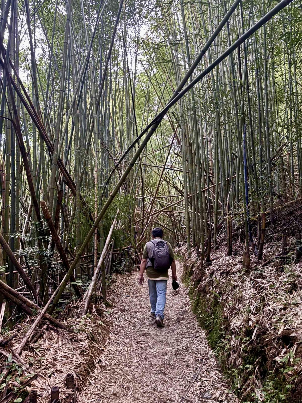 走進司馬庫斯的竹林裡,我沒有注意女兒為我拍下了獨行的背影。 走進司馬庫斯的竹林裡,我沒有注意女兒為我拍下了獨行的背影。
