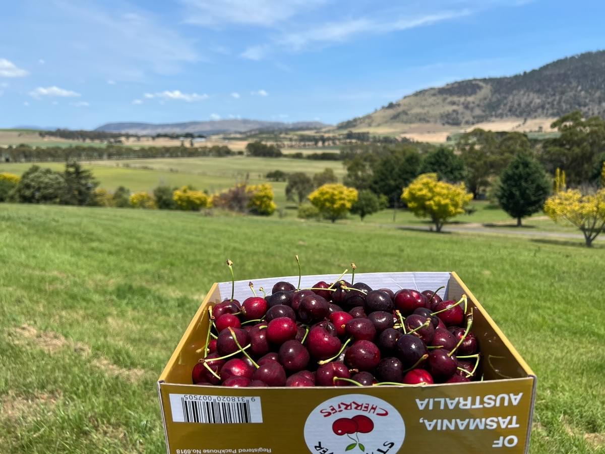 在農場上班的好處——有多到讓人吃到怕的水果。 在農場上班的好處——有多到讓人吃到怕的水果。