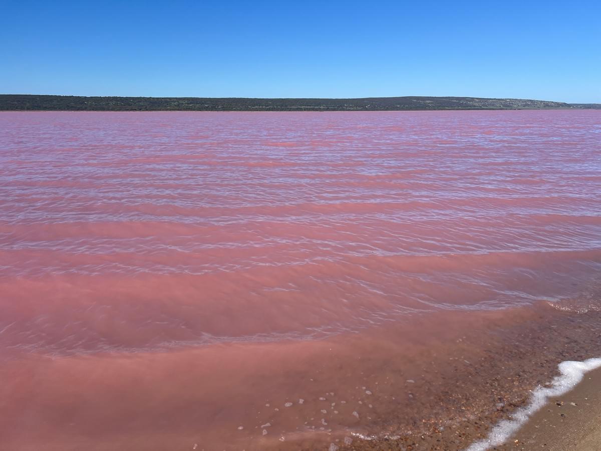 西澳粉紅湖的視覺衝突美景。 西澳粉紅湖的視覺衝突美景。