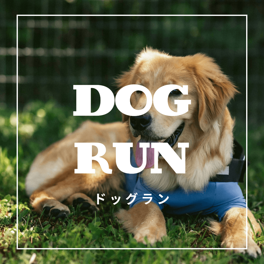 ドッグラン|ダルウィニーエンターテイメントヴィレッジ札幌市南区 ドッグラン|ダルウィニーエンターテイメントヴィレッジ札幌市南区