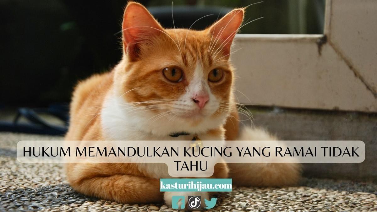 Hukum Memandulkan Kucing yang Ramai Tidak Tahu Hukum Memandulkan Kucing yang Ramai Tidak Tahu