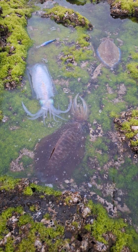 【黑水墨】 P系列3.5吋黑水木蝦全新上市