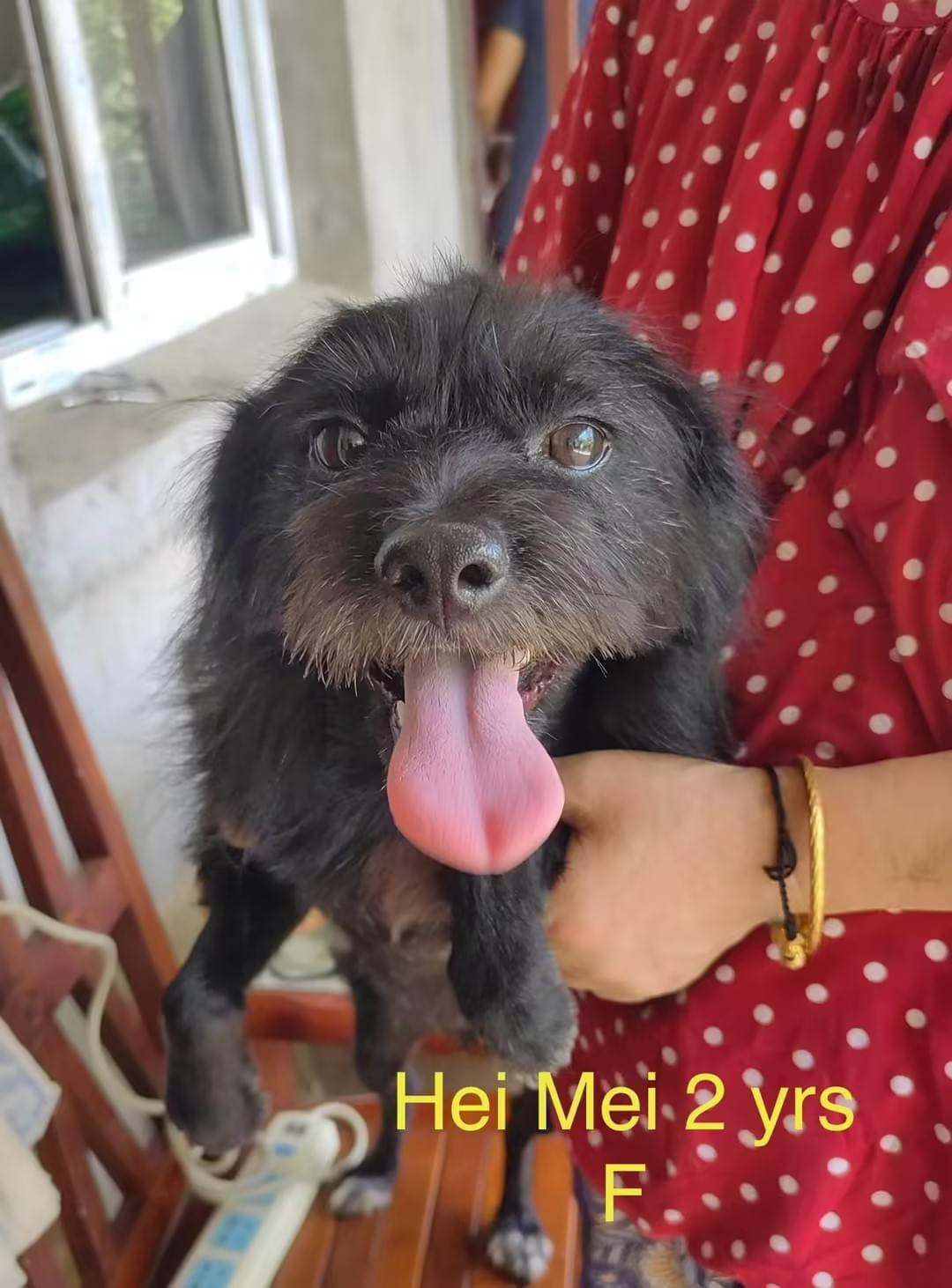Ready to welcome a new member into your family? Browse our listings of adorable pets looking for loving homes. Each adoption not only gives a pet a chance at a better life but also opens up space for another animal in need of rescue. Adopt a Friend What We Do 宠物救助网站,需要捐款功能,和买卖商品功能 Ready to welcome a new member into your family? Browse our listings of adorable pets looking for loving homes. Each adoption not only gives a pet a chance at a better life but also opens up space for another animal in need of rescue. Adopt a Friend What We Do 宠物救助网站,需要捐款功能,和买卖商品功能