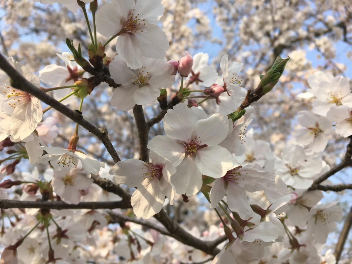 去年の桜 去年の桜