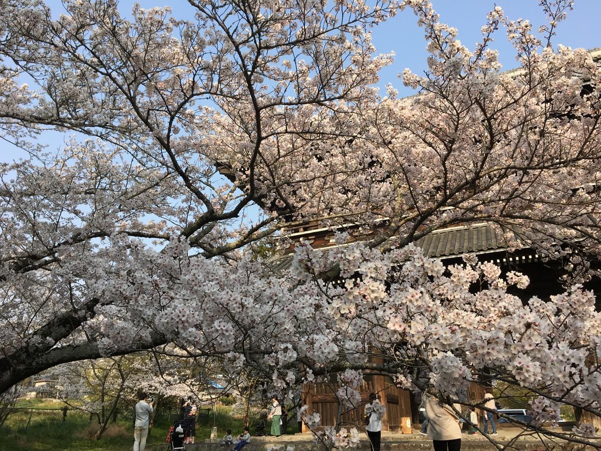2019年の桜 2019年の桜