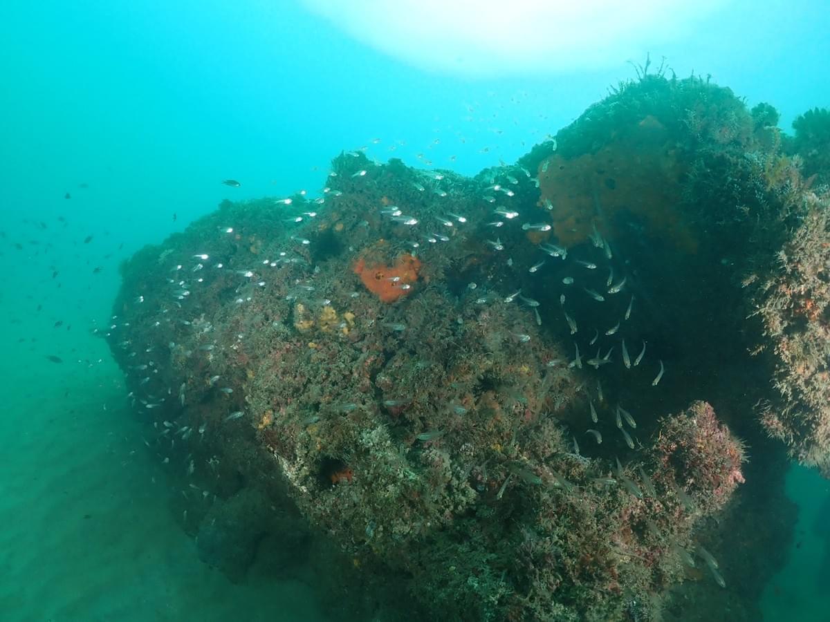 Section image