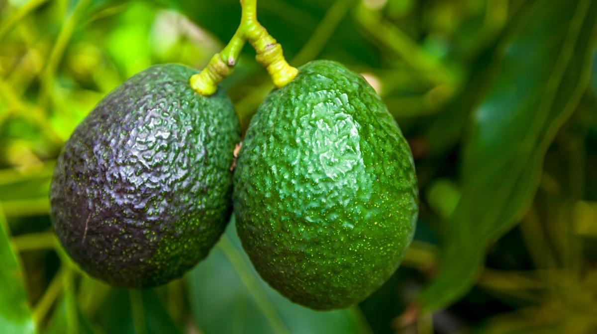 牛油果的形状和质感类似睾丸,且常成对生长。 牛油果的形状和质感类似睾丸,且常成对生长。