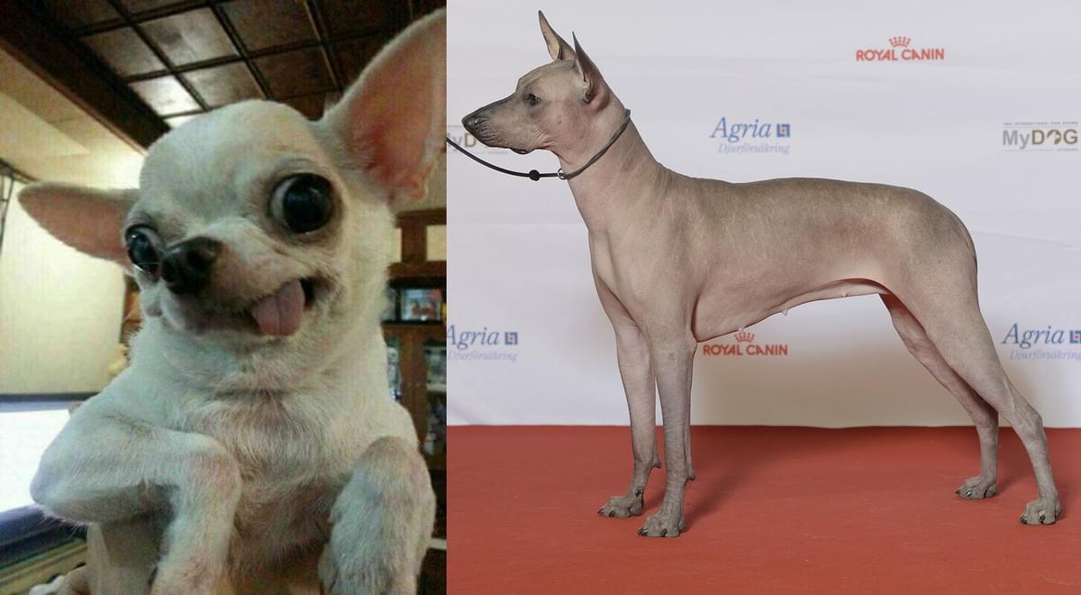 吉娃娃(左)和墨西哥无毛犬(右)是不是都很外星,它们都是古老的美洲犬的后代。 吉娃娃(左)和墨西哥无毛犬(右)是不是都很外星,它们都是古老的美洲犬的后代。