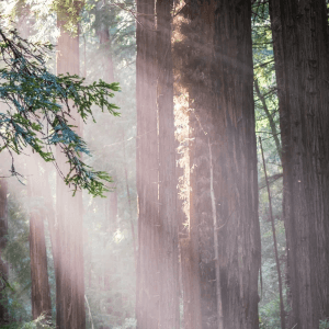 Image of a redwood grove zoomed in on one large redwood tree with the branch of another visible to the left and a smaller redwood to the right. Image of a redwood grove zoomed in on one large redwood tree with the branch of another visible to the left and a smaller redwood to the right.