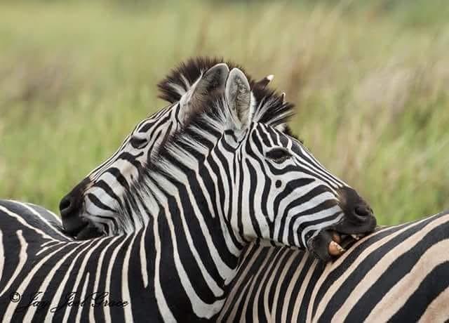 Two zebras standing close with their necks crossed, displaying a natural bond in the wild. Two zebras standing close with their necks crossed, displaying a natural bond in the wild.