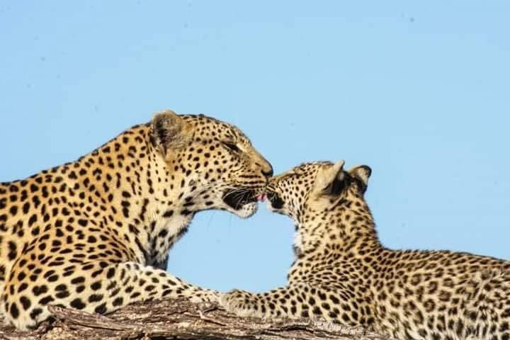 Adult leopard and young leopard touching faces in a tender moment of connection in the wild. Adult leopard and young leopard touching faces in a tender moment of connection in the wild.