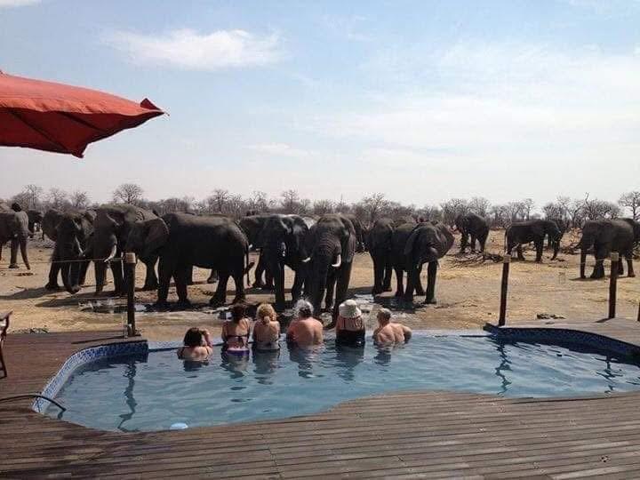 Elephants in the background as guests admire the wildlife from the poolside, enjoying a unique safari experience. Elephants in the background as guests admire the wildlife from the poolside, enjoying a unique safari experience.