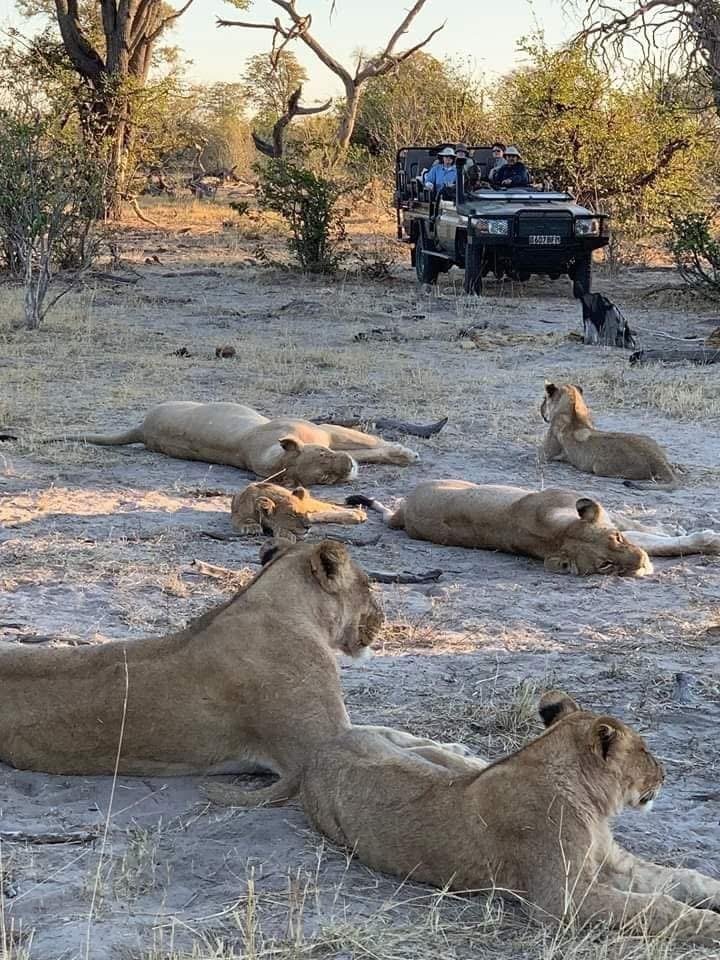 Safari game vehicle parked near a pack of lions resting in the wild. Safari game vehicle parked near a pack of lions resting in the wild.