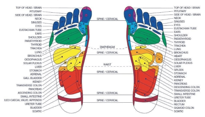 Reflexology Foot Chart for the Blue Big Blue Toe Challenge Reflexology Foot Chart for the Blue Big Blue Toe Challenge