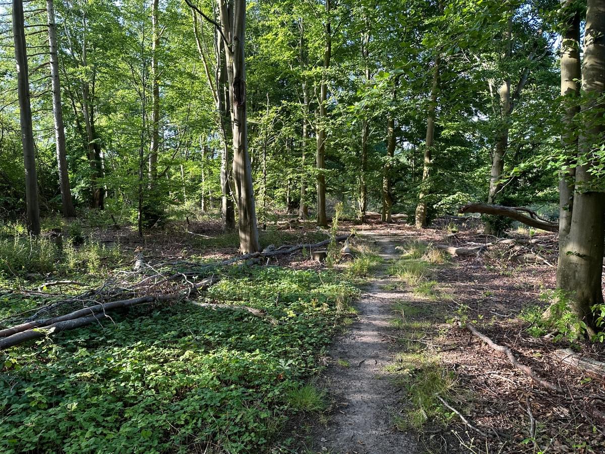 Section image