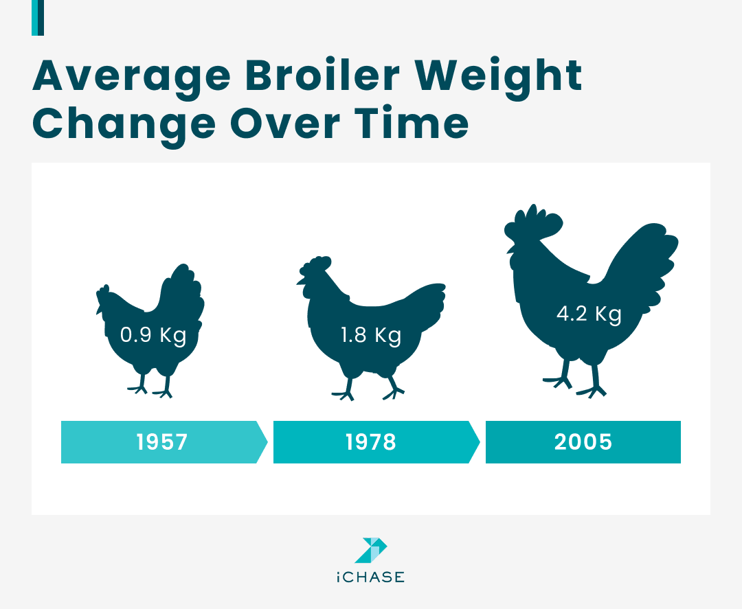 An infographic shows the average weight change for chicken over time. An infographic shows the average weight change for chicken over time.