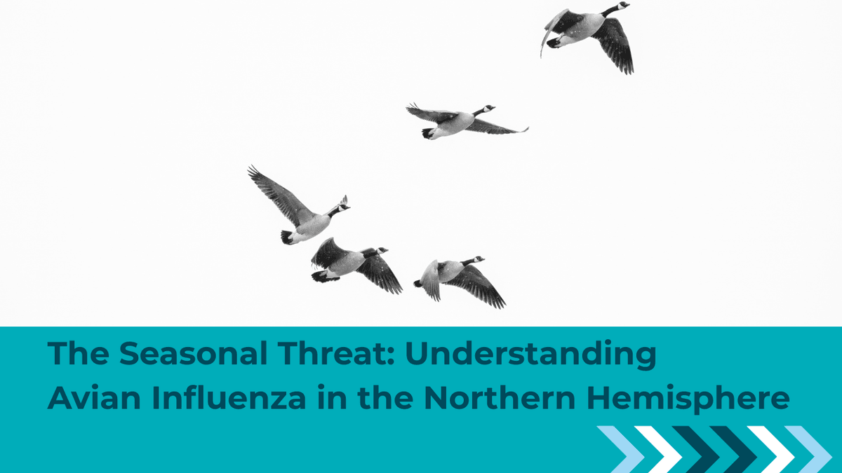 HPAI in the Northern Hemisphere: Migration, Risk, and Farm Protection | iCHASE HPAI in the Northern Hemisphere: Migration, Risk, and Farm Protection | iCHASE