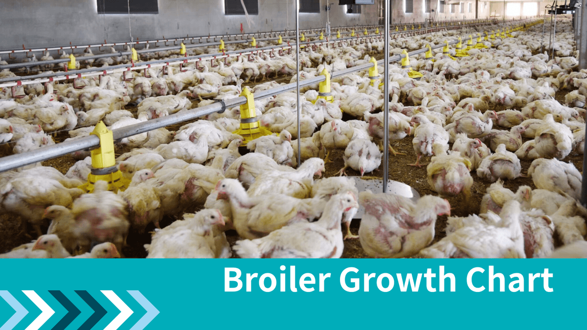 Stop guessing when to harvest. Learn how to track broiler weights accurately, optimize feed conversion, and hit processor targets consistently with proven growth chart strategies. Stop guessing when to harvest. Learn how to track broiler weights accurately, optimize feed conversion, and hit processor targets consistently with proven growth chart strategies.