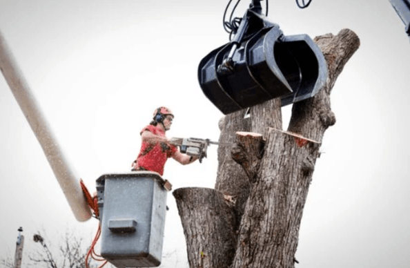 Emergency Tree Services Emergency Tree Services