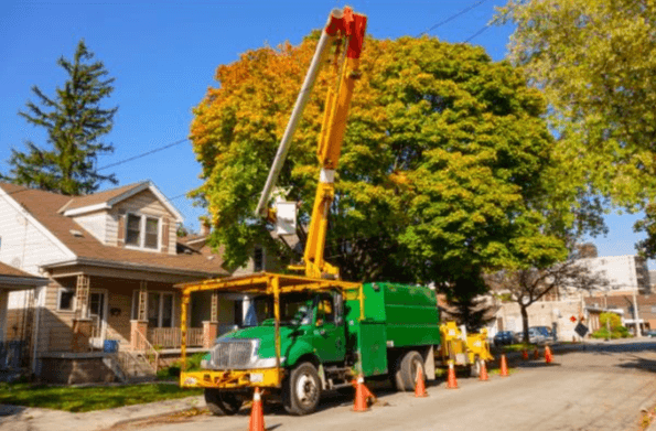 Residential Tree Removal Residential Tree Removal
