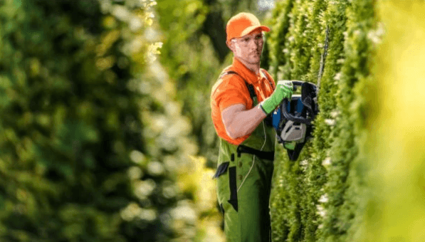Tree Trimming Waterloo Tree Trimming Waterloo