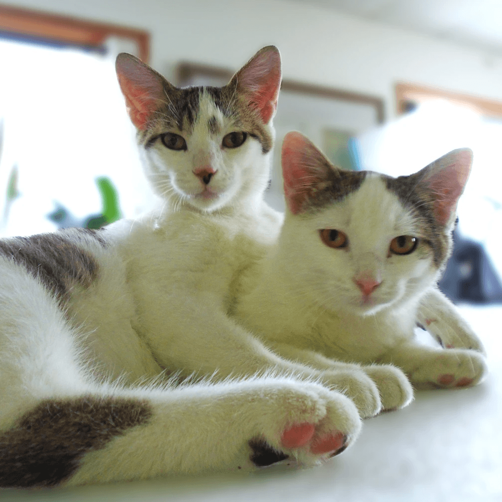 Honey & Sugar - the cats - supervisors Honey & Sugar - the cats - supervisors