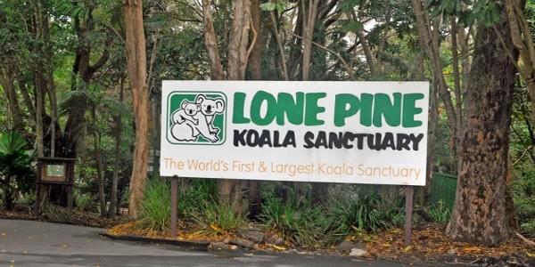 Visit the Lone Pine Koala Sanctuary Visit the Lone Pine Koala Sanctuary