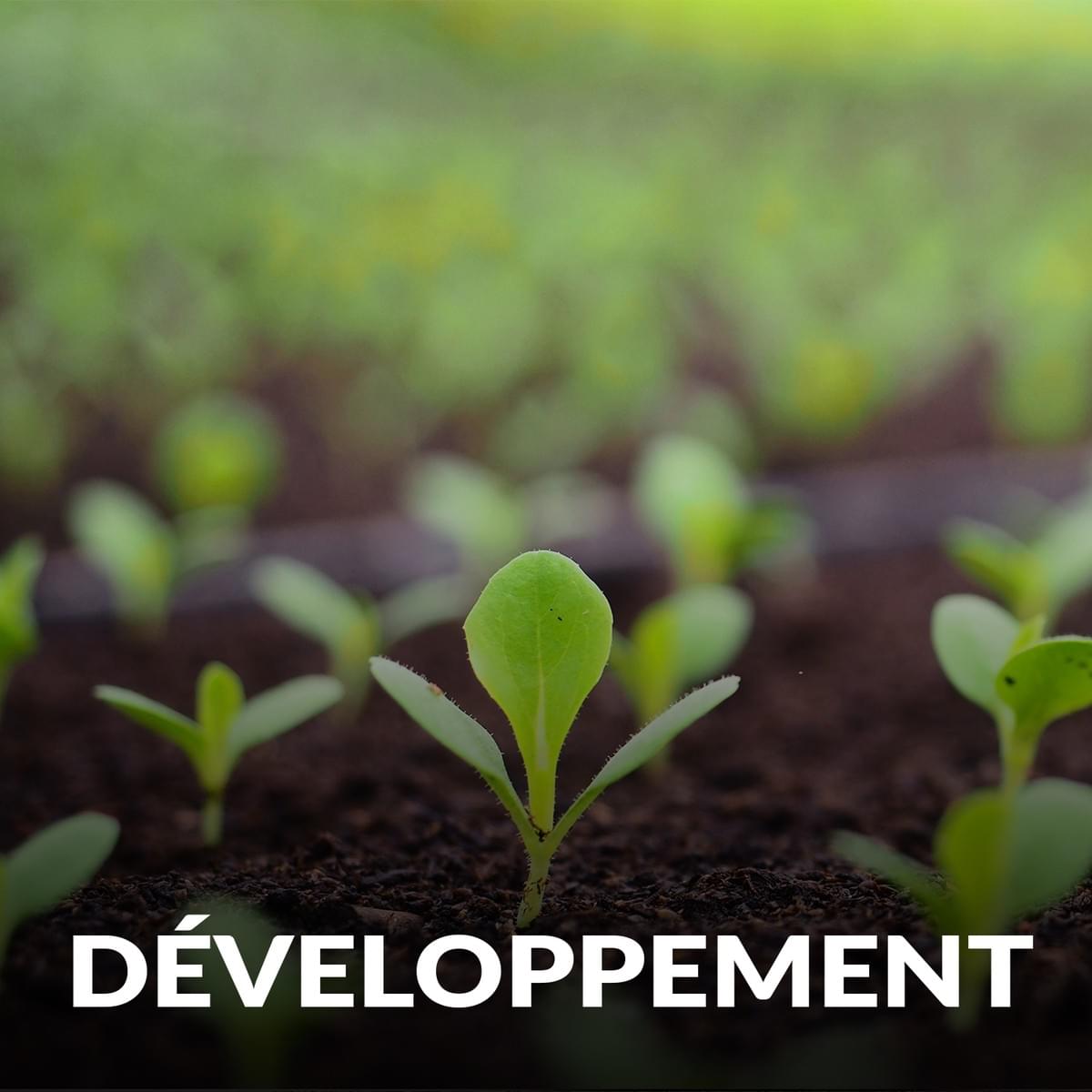 DÉVELOPPEMENT DÉVELOPPEMENT