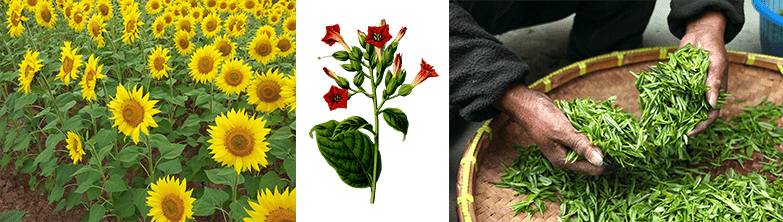 Economia de Portuga Girasol tabaco e chá Economia de Portuga Girasol tabaco e chá