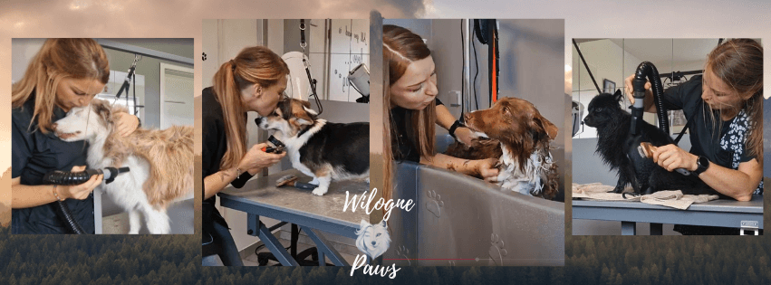 comment trouver un bon élevage de chiots. éducation canine Houffalize comment trouver un bon élevage de chiots. éducation canine Houffalize