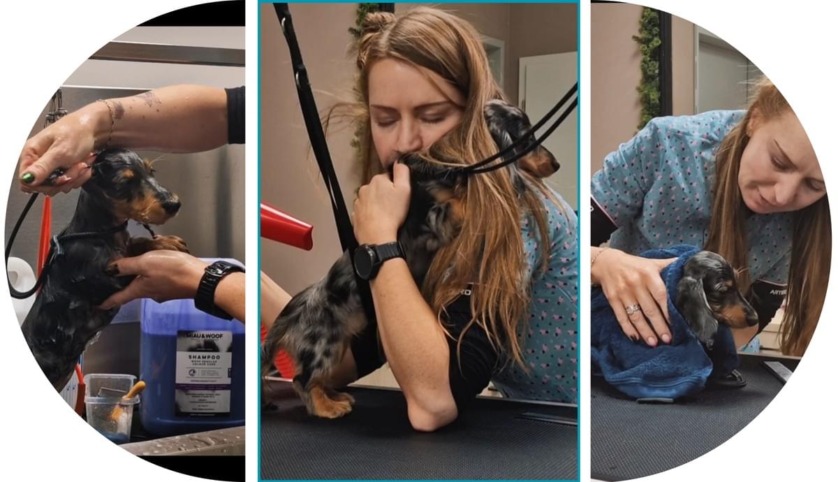 Medical training soin coopératif Wilogne Paws toilettage Houffalize Medical training soin coopératif Wilogne Paws toilettage Houffalize