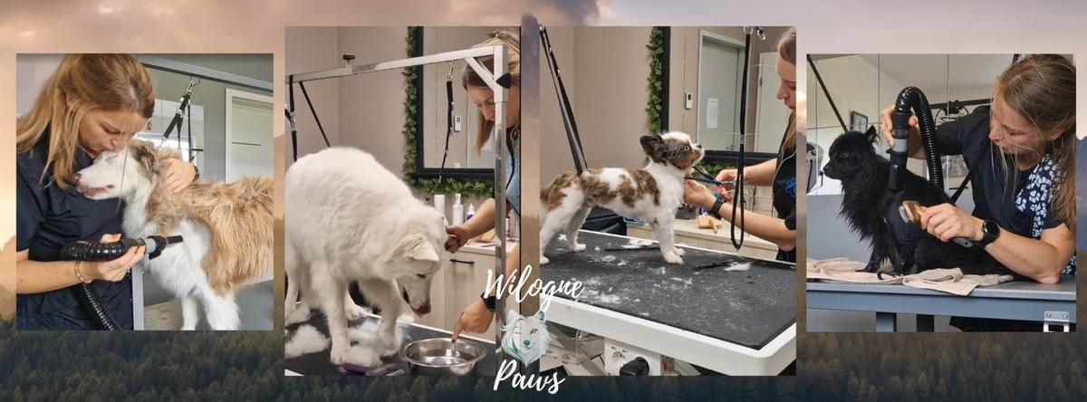 comment trouver un bon élevage de chiots. éducation canine Houffalize comment trouver un bon élevage de chiots. éducation canine Houffalize